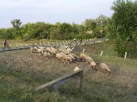 magyart_s_2008_018.jpg