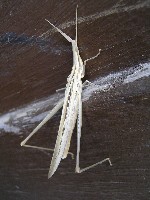 magyart_s_2008_021.jpg