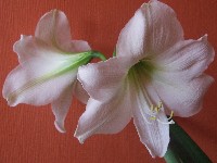 dscf3409.jpg