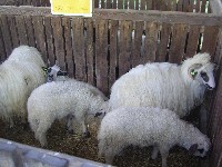 sany0054.jpg