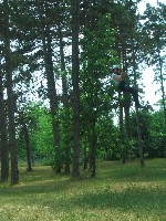 2009_kalandp_lya_106.jpg