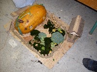 sdc14535.jpg