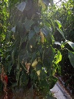 100_2998.jpg