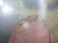 sn850066.jpg