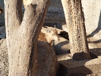 sn850093.jpg