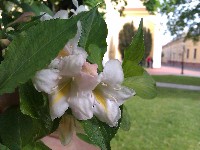 imag0084.jpg