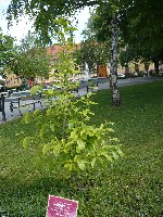 p1180882.jpg