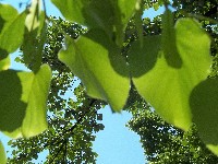100_0552.jpg