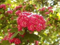 100_0588.jpg