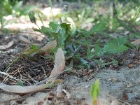 100_0591.jpg
