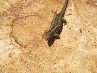 100_0636.jpg