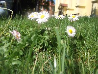 dscf0952.jpg
