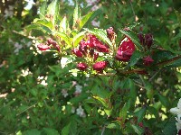 dscf0961.jpg