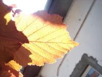 dscf0971.jpg