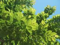 dscf0976.jpg