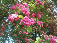 dscf0982.jpg