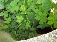 dscf0994.jpg