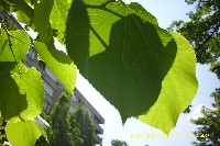 img_0039.jpg