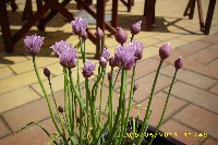img_0049.jpg