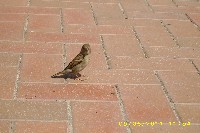img_0062.jpg
