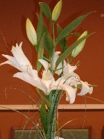 dsc00524.jpg