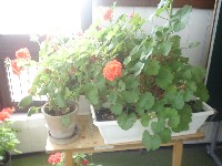 dsc03761.jpg
