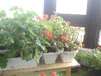 dsc03762.jpg