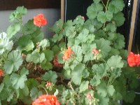 dsc03764.jpg