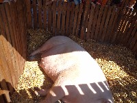 dsc00520.jpg