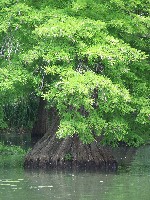 dscf1998.jpg