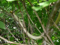 p1000075.jpg