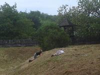 dsc04731.jpg