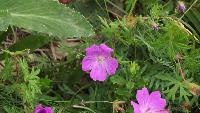 dscf8879.jpg