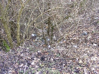 dscf0038.jpg