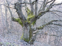 dscf0232.jpg
