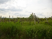 p1110694.jpg
