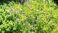 dscf7191.jpg