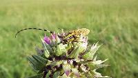 dscf7385.jpg