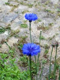 dscn0002.jpg