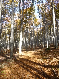 p1160236.jpg