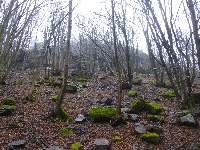 p1180410.jpg
