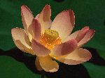 20060503124412.jpg