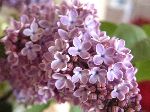20060507093642.jpg