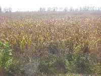 dsc03420.jpg