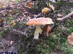 dscf3958.jpg