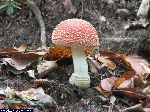 dscf3959.jpg